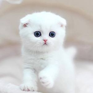 Suplemento Multivitam&iacute;nico Comprimidos Multifuncionais para Gatos e C&atilde;es Suporte Imunol&oacute;gico Natural e Al&iacute;vio de Alergias para C&atilde;es 1