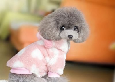 Suplemento Multivitam&iacute;nico Comprimidos Multifuncionais para Gatos e C&atilde;es Suporte Imunol&oacute;gico Natural e Al&iacute;vio de Alergias para C&atilde;es 2