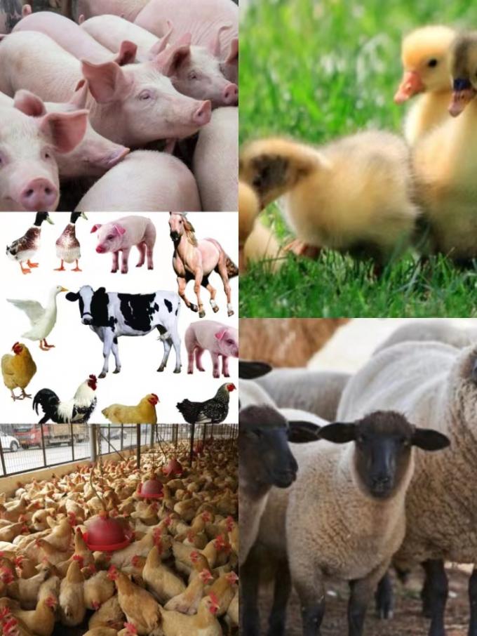 Aditivos alimentares compostos de probióticos reforçados com cultura de B. natto para gado e aves de capoeira 1