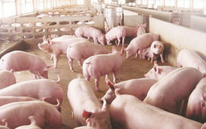 Substituto do Leite de Alta Qualidade com Prote&iacute;na Sol&uacute;vel em &Aacute;cido para Bezerros, Potros, Cordeiros, Cabritos e Leit&otilde;es Promove a Sa&uacute;de Intestinal e Rico em Vitaminas 2