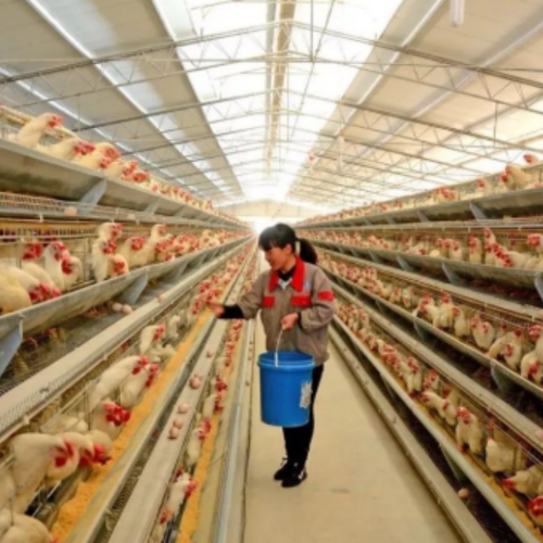 Latest company news about Como os fabricantes de rações avaliam o magnésio quelatado com aminoácidos para formulações de pré-mistura